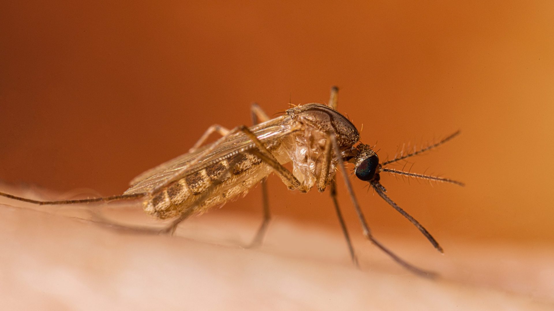 West Nile Disease cos la Febbre del Nilo